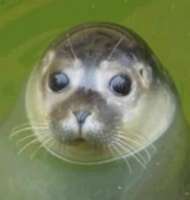 171